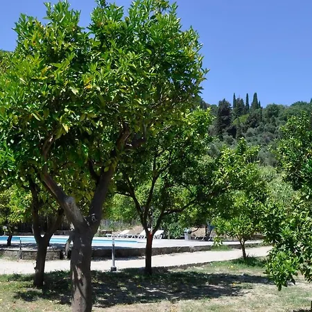 Orange Grove