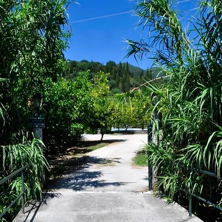 Orange Grove